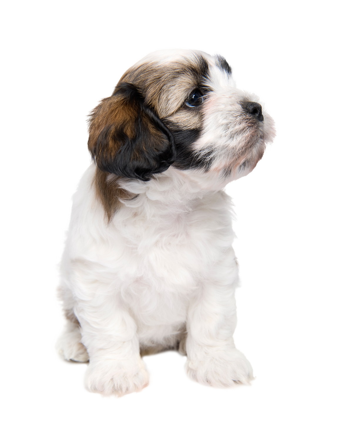 Cute Fluffy Brown and White Puppy